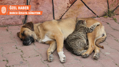 Erman Paçalı: Bir köpek katledildi, yasaya göre şikayetçi olamıyoruz