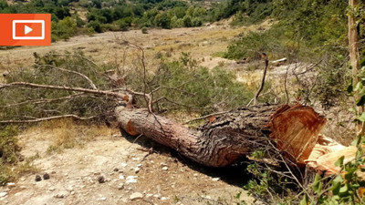 Akbelen'de bu kez de yangın önleme bahanesiyle ağaç kesimi