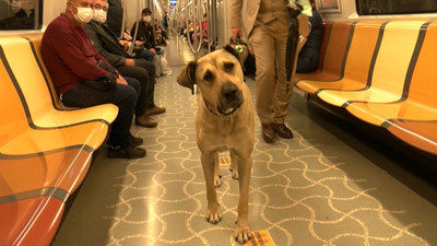 İstanbul'da toplu taşımayla dolaşan köpek 'Boji': Bir günde 29 durak gezdi