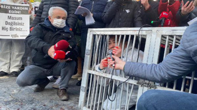 Hayvanseverler köpek toplatılmasını canlandırdı: Hayvanlar nerede?