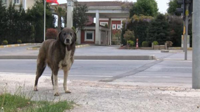 Sokak köpeğini döven güvenlik görevlisi gözaltına alındı