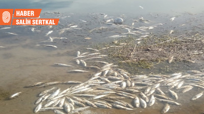 DSİ Van’da suyu kesti, binlerce inci kefali öldü
