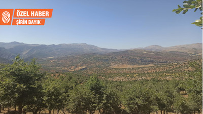 Şırnak’ta ağaç kesimi: Gerekçe güvenlik mi, gençleştirme mi?