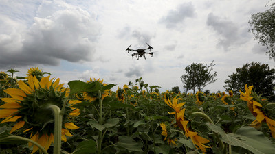 Ayçiçeği tarlalarındaki çayır tırtılına karşı drone ile ilaçlama yapılıyor