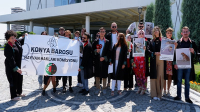 Konya’da hayvanlar için açıklama: Meram Belediyesi hukuksuz bir şekilde topluyor