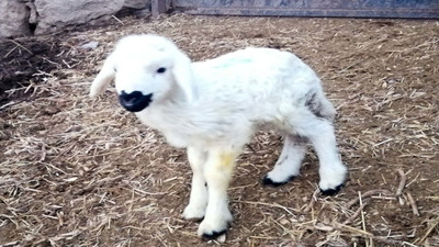 Kuzu 'Nokta'ya biberonlu özel bakım