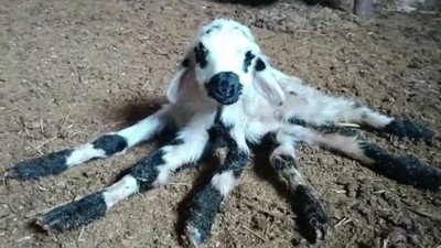 Diyarbakır'da altı bacaklı kuzu doğdu