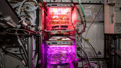 NASA açıkladı: Uzay domatesleri yarın dünyaya geliyor
