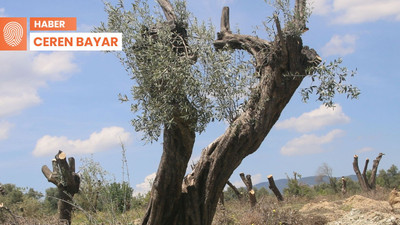 Zeytinlik alanlara deprem konutu maddesi için özel toplantı