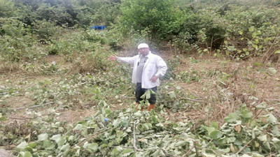 Fındık fiyatına kızdı, toplamadan ağaçları kesti