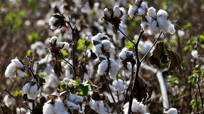 Pamuk fiyatına tepki: 2 kilo pamukla 1 litre benzin alamıyoruz