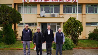 Ayvalık'ta belediye zeytinliklere sahip çıktı