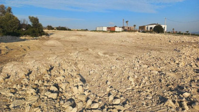 Çeşme'de site inşaatı için yüzlerce zeytin ağacı kesildi