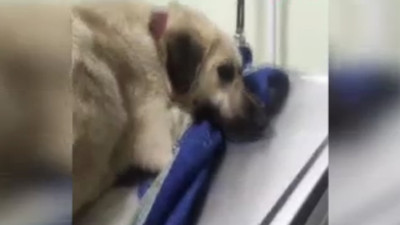 Bahçesinde baktığı köpekleri zehirlediler: Biri öldü, biri tedavide