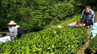 Rize'de yaş çay alım fiyatına tepki: '25 lira bu milletin hakkıdır'