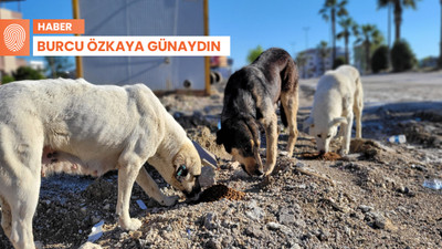 Rezerv alan hayvanları da etkiledi: Antakya'nın köpeği, kedisi nereye gitsin?
