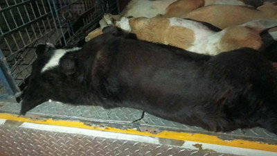 Urla'da 6 köpek zehirlendi, belediye 'sayı artabilir' dedi