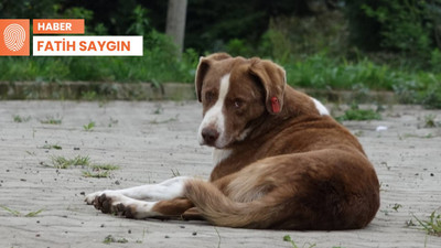 Yasa uygulanmıyor, ölüm seçiliyor: Hopa örneği çözüm olur mu?