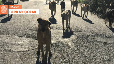 Hayvanları öldürme teklifine tepki: 'Köpekleri bu hale biz getirdik'