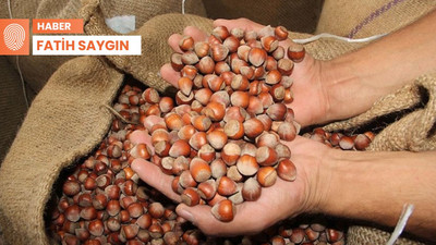 Fındıkta hasat yaklaşıyor: Üretici en az 200 lira bekliyor