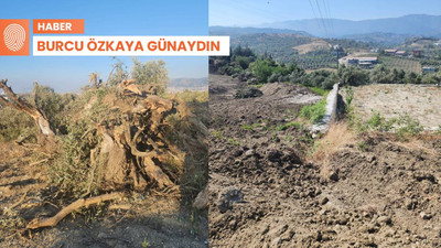 TOKİ’ye yol için zeytinlikleri kesildi: 'Haber verecektik' dediler