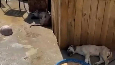 Ankara'da yine köpek katliamı: 5 ölü köpeğin zehirlendiği iddia edildi