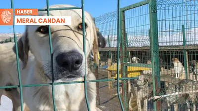 'Katliam Yasası'nın 2 ayı: Şiddet normalleşti, suç cezasız kaldı