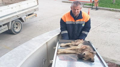 Belediye işçileri yaralı köpeği hastaneye yetiştirdi