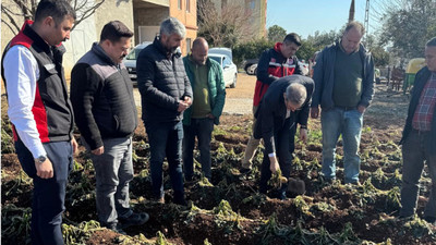 Adana'da tarım alanlarında donma meydana geldi