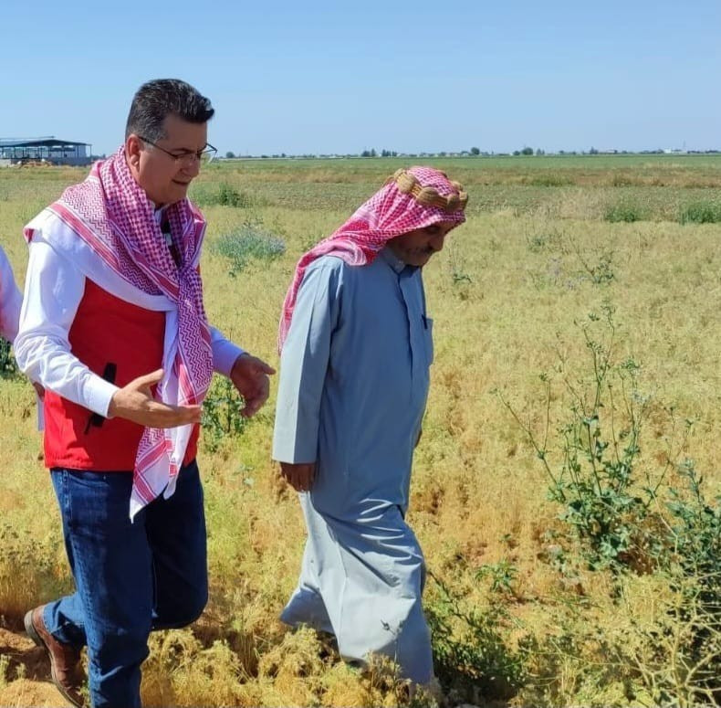 Urfa'da kimyon bu yıl çiftçinin yüzünü güldürdü: Dönümden 200 kilo çıktı - Resim : 1