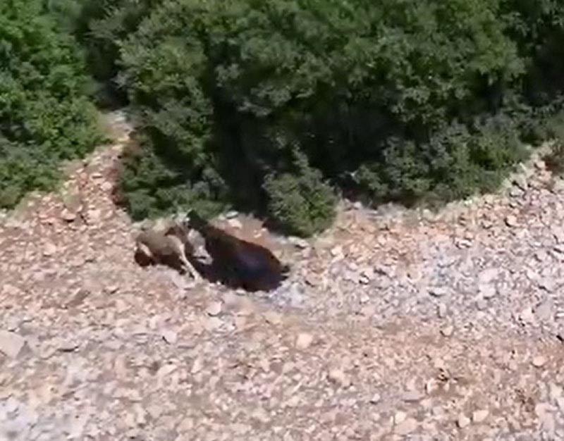Çoban, sürüsündeki keçiye saldıran çakalı dronla görüntüledi - Resim : 1