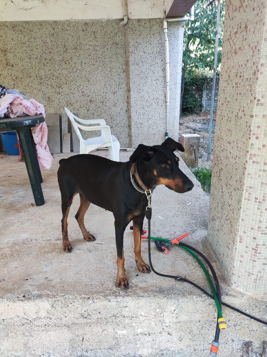 Kayıp ekonomist Korhan Berzeg'in köpeği 74 gün sonra eve döndü - Resim : 1