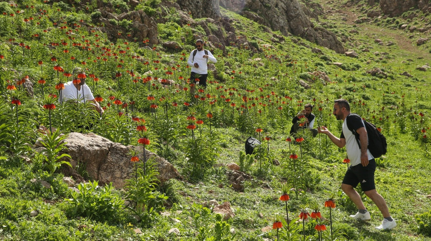 Hakkari'de bahar müjdelendi: Ters laleler açtı - Resim : 1