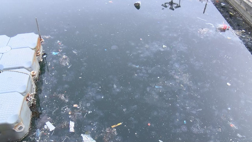 Marmara'da denizanası tehdidi: Balıkçılık üzerinde ciddi bir sorun - Resim : 1