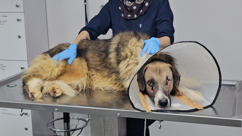 Bartın'da kurşun yağdırılan köpeğe Hande Yener sahip çıktı - Resim : 1
