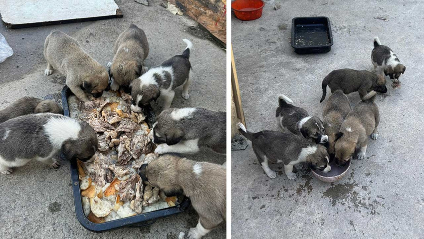 Ankara'da yine köpek katliamı: 5 ölü köpeğin zehirlendiği iddia edildi - Resim : 1