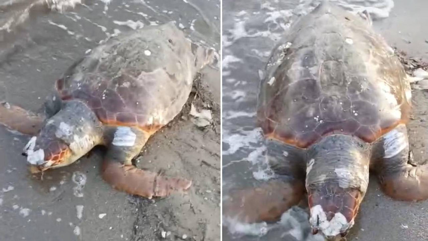 İçmeler sahilinde ağlara takılıp ölmüş caretta bulundu - Resim : 1