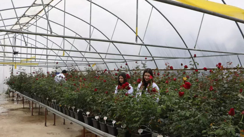 Üniversite projesiyle hamsi atıkları gübre oldu - Resim : 1