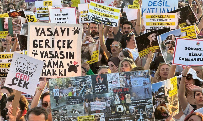 Köpekler kazanacak, kediler kazanacak, yaşam kazanacak      - Resim : 1