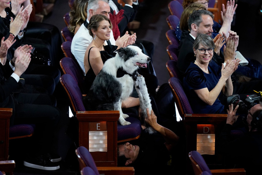 Yapımcılar şikayetçi olmuştu: 'Bir Düşüşün Anatomisi'ndeki köpek Messi 96. Oscar Ödülleri'nde - Resim : 1