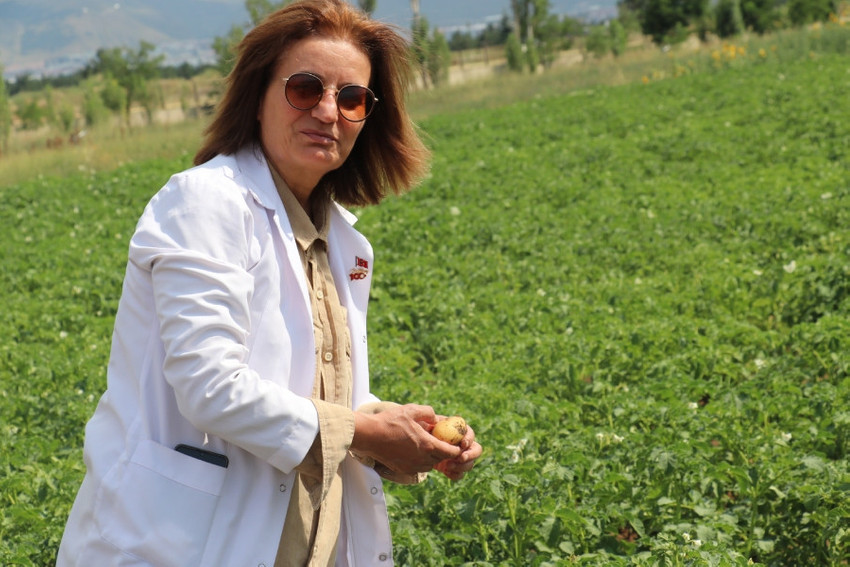 Erzurum'da "Ata 25" ve "Kaan" patates çeşitleri geliştirildi - Resim : 1