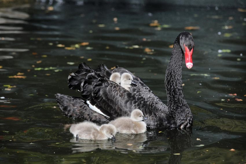 Kuğulu Park ailesine 5 bebek kuğu daha katıldı - Resim : 1