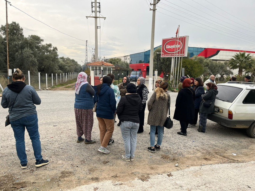 İncirleri 'zehirli' diye AB kapısından geri dönen firma iflas etti - Resim : 1