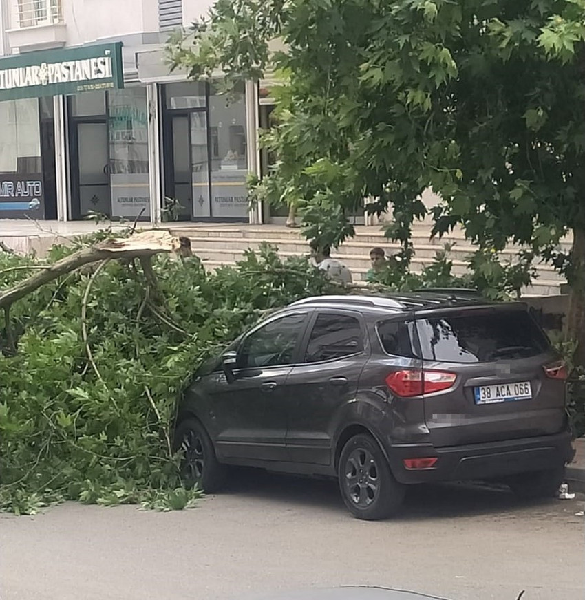 Un arbre tombe sur une voiture en stationnement, la tragédie est évitée de justesse - Photo : 1