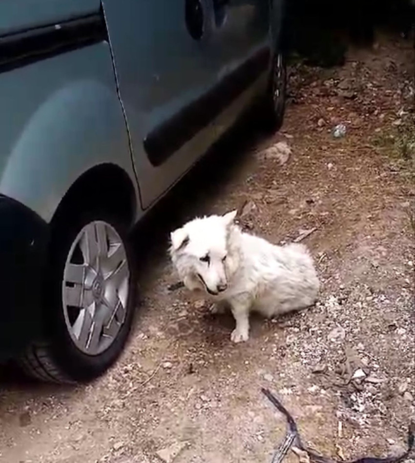 Kargo aracı yoldaki köpeğin üstünden geçip durmadı - Resim : 1