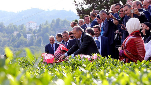Danıştay, Erdoğan'la çay toplayan başkanı disipline göndermedi