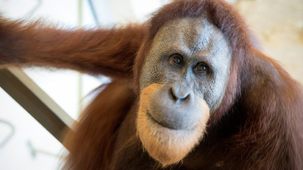 Orangutanların insan sesi çıkartabildiği anlaşıldı
