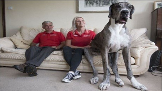 Dünyanın en uzun köpeği Freddy!