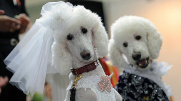 Suudi Arabistan'da köpek güzellik yarışması düzenlemek isteyenlere gözaltı