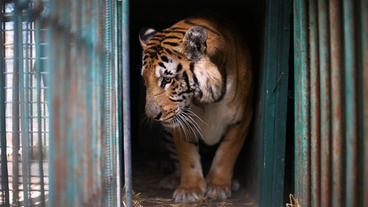 Dünyanın en kötü hayvanat bahçesi kapatıldı